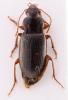 Ophonus puncticeps